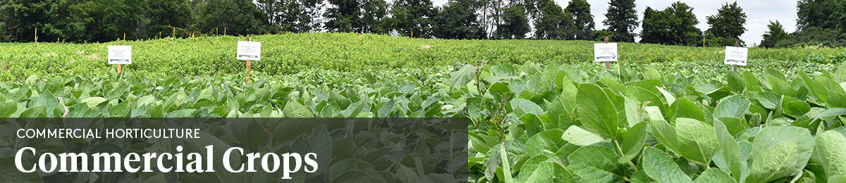 Commercial Horticulture: Commercial Crops