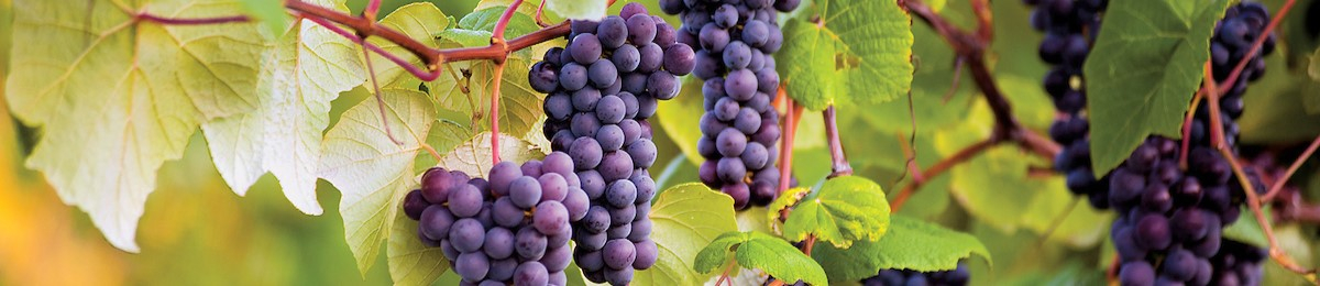 Grapes