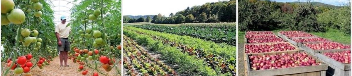 What is the most important horticulture crop in north carolina