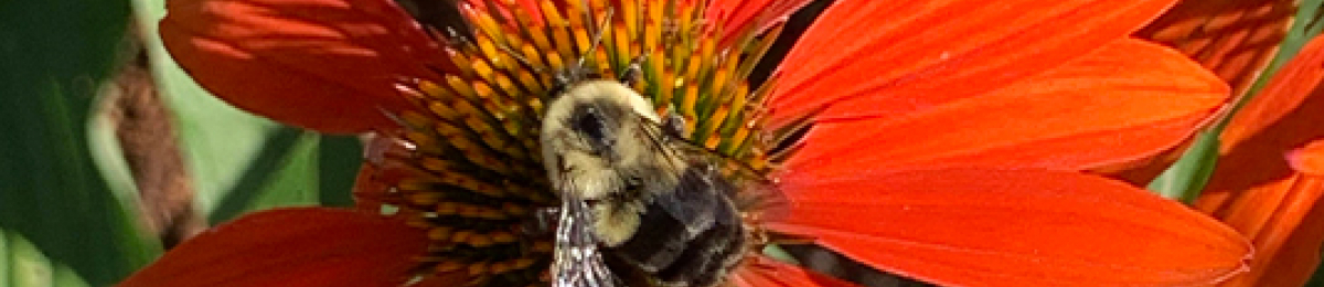 bee on orange coneflower