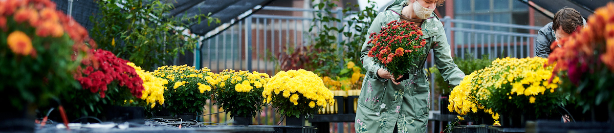 student arranging mums outside greenhouse