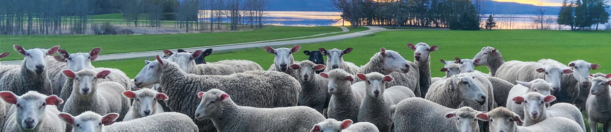 lots of sheep outdoors