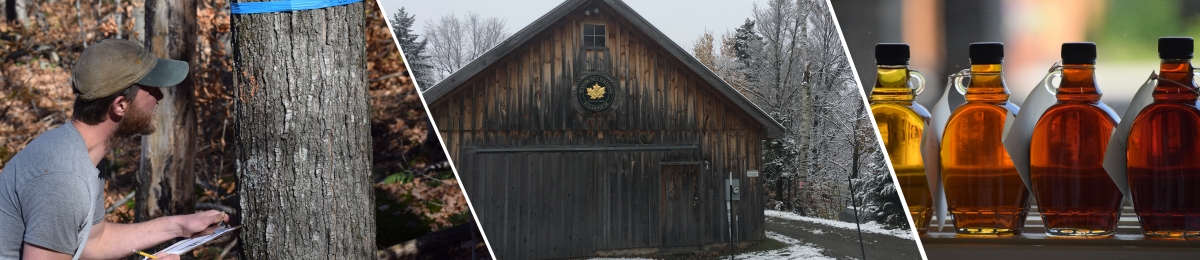 tapping trees, sugaring house, syrup grades