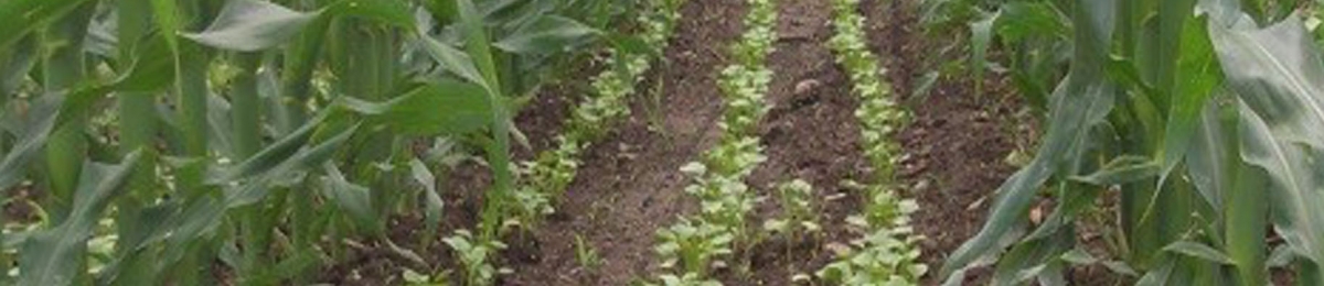 Tillage radish cover crop in silage corn
