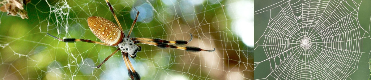 golden spider