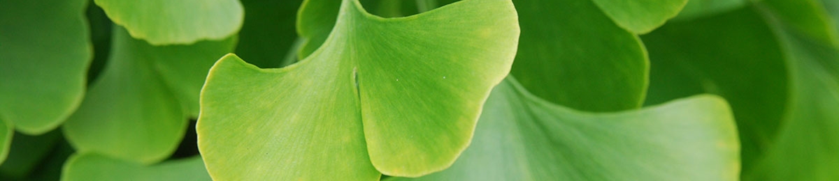 gingko leaf