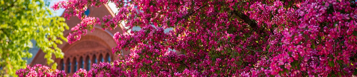 spring trees on campus