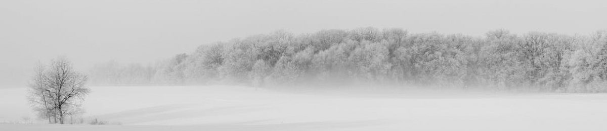 Pexels Image - Winter Trees Seasonal Affective Disorder