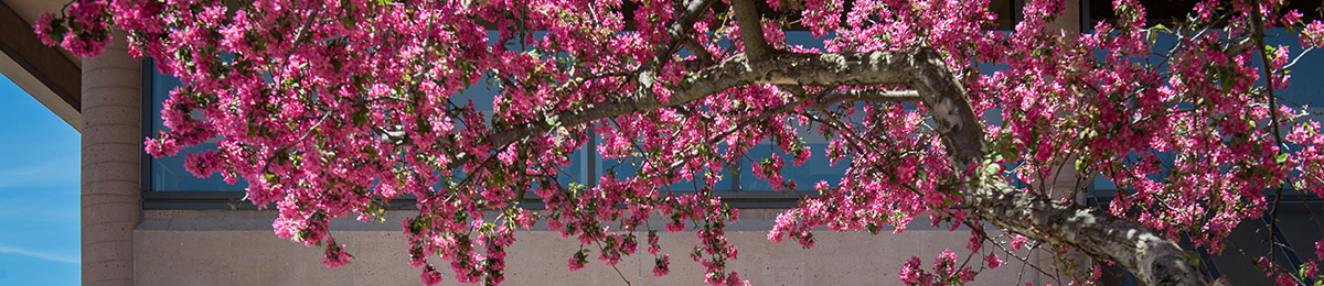 pink blossoms on tree in spring