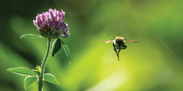 Bee hovering next to clover flower