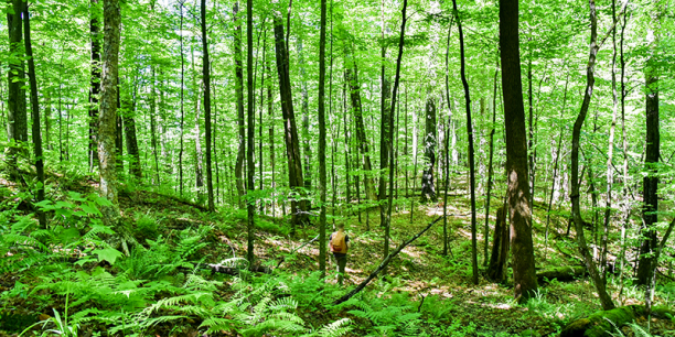 Professor Bill Keeton walks in leafy green Jericho Research Forest