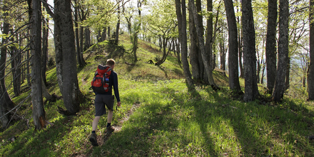 Bill Keeton in Austrian old-growth forest