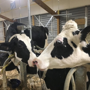 Two CREAM cows in the barn