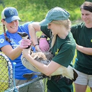 Student intern works with Vermont Fish and Wildlife to tag a goose