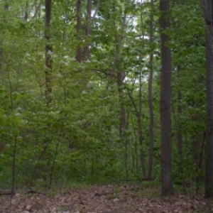 View of Centennial Woods