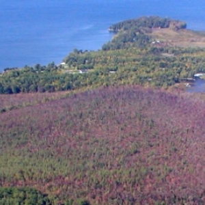 View of Colchester Bog