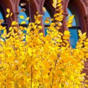 yellow leaves in front of billings hall