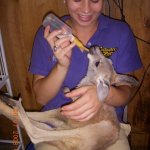 Student bottle feeding baby joey