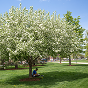 student sitting under a spring flowering tree on the Marsh Life green