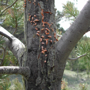 blister rust on a tree trunk