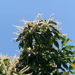chestnut flowers on a tree against a blue sky