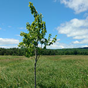 a tree in a meadow