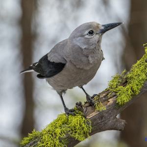 a Clark's nutcracker perched on a branch