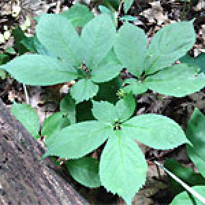ginseng plants