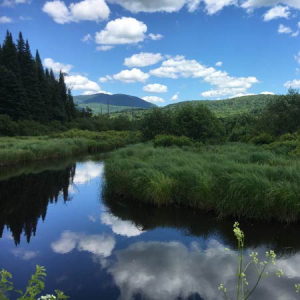 a river running through a marsh