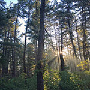 sun shining through a forest of pines