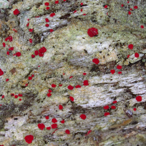 Hot dot lichen on a rock.