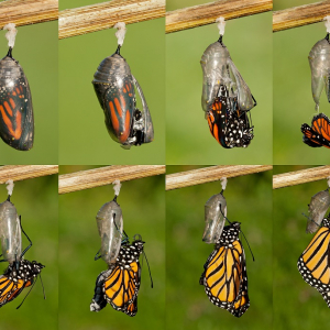 Monarch butterfly emerging.