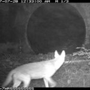 a remote camera photo of a coyote about to pass thru a culvert