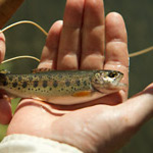 a trout in hand