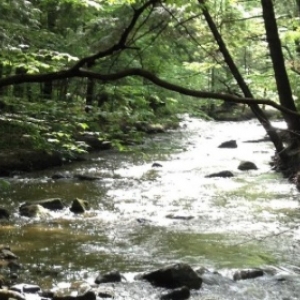 View of East Woods 