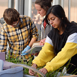 Three students work with plants and tanks in greenhouse.
