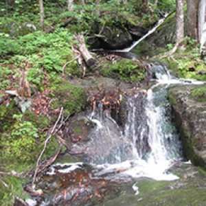 Waterfall in woods