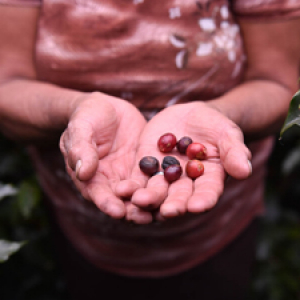 Hands holding raw coffee beans