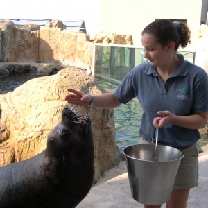 Student feeding a sea lion 