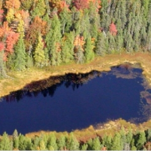 View of Molly Bog
