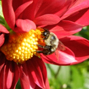 Bumblebee on red flower