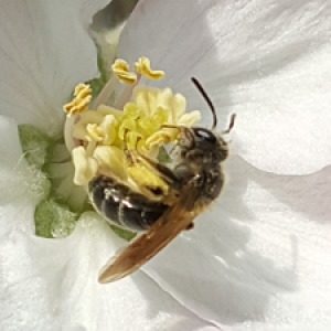 honeybee on apple blossom