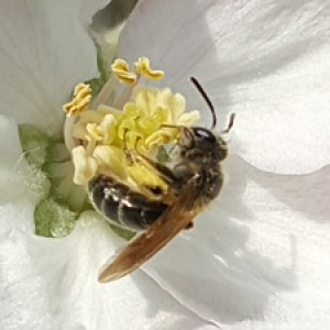 Honeybee on apple blossom