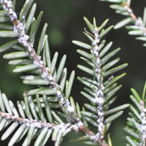 Pine tree branch