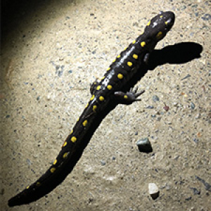Spotted salamander on road at night