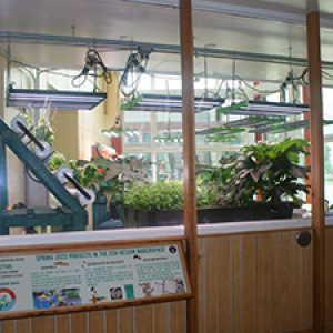 Interior window with view into windowed room filled with green plants
