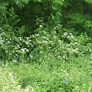 image description: light and dark green plants are growing in front of trees, including the white-flowered smooth bedstraw that grows in so many pastures