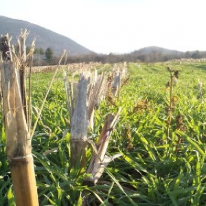 image description: a green grassy field with dried post-harvest corn stalks among the growing plants