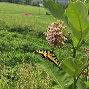 yellow and black swallowtail butterfly on the round pink buds of a milkweed plant
