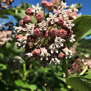 image description: light and bright pink round milkweed buds and blossoms against green leaves and a blue sky